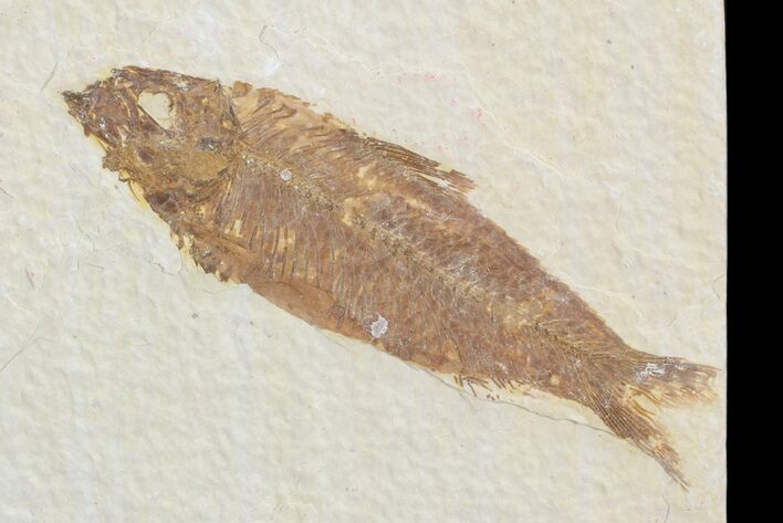 Knightia Fossil Fish - Wyoming #71024